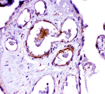 ACE Antibody Placenta Immunohistochemistry. IHC-P: ACE antibody testing of human placenta tissue.