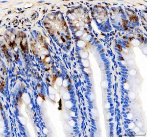 KLF4 Antibody Mouse Colon IHC. Immunohistochemical staining of FFPE mouse colon tissue using KLF4 antibody. Heat-induced epitope retrieval was performed in pH 8.0 EDTA buffer before incubation with KLF4 antibody at 2 ug/ml. An HRP-conjugated secondary antibody with DAB chromogen was used for visualization. Strong nuclear staining is observed in epithelial cells within the colonic crypts, with the highest immunoreactivity in differentiated luminal epithelial cells, consistent with the established role of KLF4 in epithelial differentiation and intestinal homeostasis. This KLF4 Antibody, also called Stem Cell Transcription Factor Antibody, is suitable for studies of pluripotency, cellular reprogramming, epithelial differentiation, transcriptional regulation, and cancer biology.
