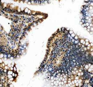 KLF4 Antibody Rat Colon IHC. Immunohistochemical staining of FFPE rat colon tissue using KLF4 antibody. Heat-induced epitope retrieval was performed in pH 8.0 EDTA buffer before incubation with KLF4 antibody at 2 ug/ml. An HRP-conjugated secondary antibody with DAB chromogen was used for visualization. Prominent nuclear staining is observed in epithelial cells lining the colonic mucosa, with strongest immunoreactivity in differentiated luminal epithelial cells, consistent with the established role of KLF4 in epithelial differentiation and intestinal homeostasis. This KLF4 Antibody, also called Stem Cell Transcription Factor Antibody, is suitable for studies of pluripotency, cellular reprogramming, epithelial differentiation, transcriptional regulation, and cancer biology.