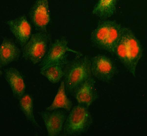 KIN17 Antibody Human A549 Cell IF. Immunofluorescent staining of A549 cells using KIN17 Antibody / DNA and RNA Binding Protein Antibody (red) together with Alpha Tubulin (green). Enzymatic antigen retrieval was performed for 15 minutes before incubation with KIN17 Antibody at 5 ug/ml and an Alpha Tubulin antibody overnight, followed by Fluoro594- and Fluoro488-conjugated secondary antibodies. KIN17 displays predominantly nuclear staining with weaker cytoplasmic labeling, consistent with its established roles in DNA replication, DNA repair, RNA processing, and maintenance of genome stability. This KIN17 Antibody, also called DNA and RNA Binding Protein Antibody, is suitable for studies of replication stress, chromatin-associated protein complexes, and cancer-associated DNA damage responses.