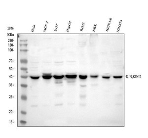 KIN17 Antibody Human, Rat and Mouse WB. Western blot analysis of human HeLa (lane 1), MCF-7 (lane 2), 293T (lane 3), and HepG2 (lane 4) whole cell lysates, rat RH35 (lane 5) and NRK (lane 6) whole cell lysates, and mouse HEPA1-6 (lane 7) and NIH/3T3 (lane 8) whole cell lysates using KIN17 Antibody / DNA and RNA Binding Protein Antibody at 0.5 ug/ml. A specific band is detected at approximately 45 kDa in all samples, consistent with the predicted molecular weight of KIN17. This KIN17 Antibody, also called DNA and RNA Binding Protein Antibody, is suitable for studies of DNA replication, DNA repair, RNA processing, and maintenance of genome stability.