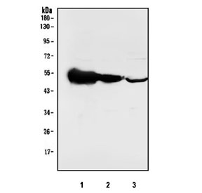 Western blot testing of human 1) Caco-2, 2) HepG2 and 3) A431 cell lysate with p53 antibody. Predicted molecular weight ~53 kDa.