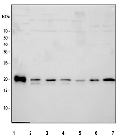 Western blot testing of 1) recombinant mouse IL-18 protein, 2) rat PC-12, 3) rat C6, 4) mouse RAW264.7, 5) mouse ANA-1, 6) mouse J774.1 and 7) mouse ID8 cell lysate using IL-18 antibody. Predicted molecular weight is ~22 kDa. A predominant band is observed at ~20 kDa, consistent with mature IL-18 generated by proteolytic processing, with a faint slightly lower band present in some samples that may reflect additional processing heterogeneity.
