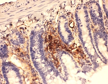 IHC-P testing of rat intestine tissue