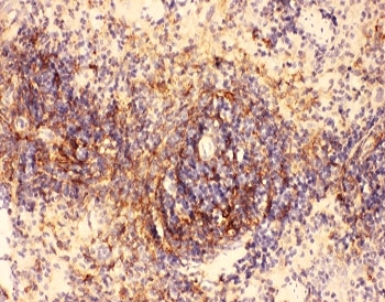 IHC-P testing of rat spleen tissue