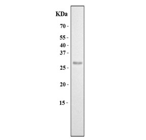 Western blot testing of mouse liver tissue lysate with SAP antibody. Predicted molecular weight ~25 kDa.
