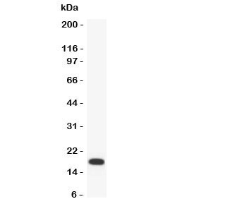 Western blot testing of PARC antibody and recombinant human protein (0.5ng)