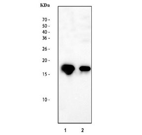 Western blot testing of recombinant rat protein loaded at 1) 10ng/lane and 2) 5 ng/lane with IL1 beta antibody. Predicted molecular weight ~31 kDa.