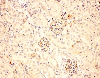 IHC-P: ACTH antibody testing of mouse kidney tissue