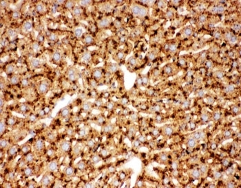 Cathepsin D Antibody Mouse Liver Immunohistochemistry. IHC-P: Cathepsin D antibody testing of mouse liver tissue