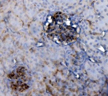 CD34 Antibody Rat Kidney IHC. Immunohistochemistry analysis of CD34 expression in FFPE rat kidney demonstrates membranous HRP-DAB brown staining in vascular endothelial cells within glomerular and interstitial capillaries, highlighting fine microvascular networks, while renal tubular epithelial cells remain largely negative. The staining pattern supports visualization of renal vascular architecture and endothelial cell localization. HIER: boil tissue sections in pH8 EDTA for 20 min and allow to cool before testing.