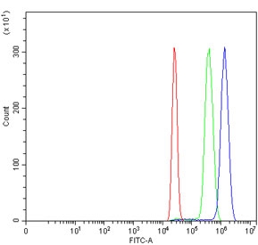 MPO Antibody for FACS / Myeloperoxidase Flow Cytometry Antibody. Flow cytometry analysis of human HL60 cells using MPO Antibody for FACS at 1 ug per million cells following blocking with goat serum. A clear rightward fluorescence shift (blue) relative to the isotype control (green) and unstained cells (red) demonstrates specific detection of Myeloperoxidase / MPO-positive cells by flow cytometry.