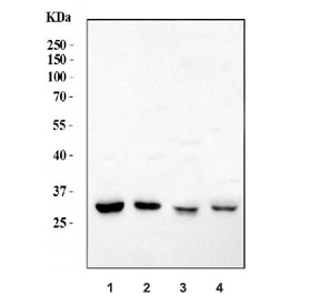 Western blot testing of 1) rat PC-12, 2) mouse spleen, 3) mouse RAW264.7 and 4) mouse NIH 3T3 cell lysate with Heme Oxygenase 1 antibody. Predicted molecular weight ~32 kDa.