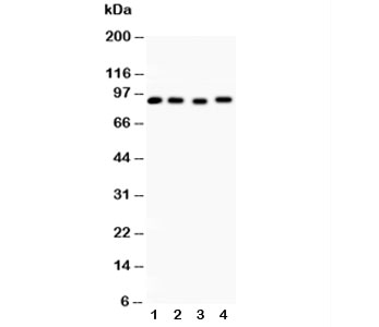 HSP90 alpha Antibody WB. Western blot analysis of rat liver (lane 1), human HeLa (lane 2), human MCF-7 (lane 3), and human Raji (lane 4) lysates using HSP90 alpha Antibody / Heat Shock Protein 90 Alpha Antibody demonstrates a strong immunoreactive band at approximately 86-90 kDa in all samples tested. The staining pattern is consistent with expression of HSP90 alpha (HSP90AA1), a highly conserved ATP-dependent molecular chaperone that regulates protein folding, stabilization of client proteins, signal transduction, and cellular stress-response pathways. HSP90 alpha is ubiquitously expressed in many tissues and cell types, reflecting its essential role in maintaining proteostasis and cellular homeostasis. The observed cross-species reactivity supports detection of HSP90 alpha in both rodent and human samples by western blot analysis. Predicted molecular weight: approximately 86-90 kDa.