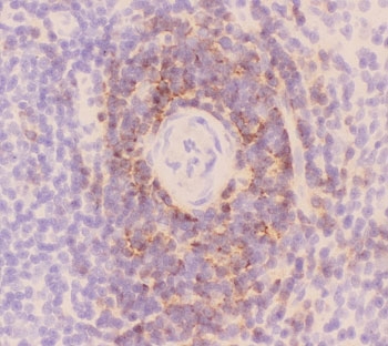 IHC-F staining of rat spleen tissue with CD3 epsilon antibody.