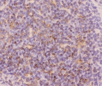 IHC-F staining of mouse spleen tissue with CD3 epsilon antibody.