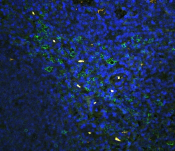 Immunofluorescent staining of FFPE human tonsil tissue with CD43 antibody (green) at 1ug/ml and DAPI nuclear stain (blue). HIER: steam section in pH6 citrate buffer for 20 min.