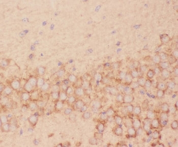 FSH beta Antibody Mouse Brain Immunohistochemistry. IHC-P: FSH beta antibody testing of mouse brain tissue.