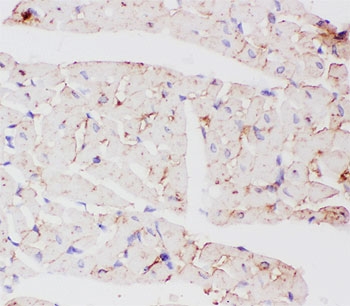IHC-P testing of rat heart tissue