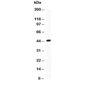Western blot testing of ATF2 antibody and recombinant human protein (0.5ng).