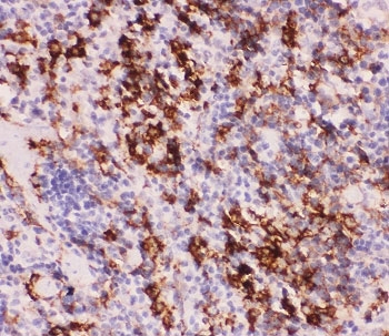 IHC-P staining of mouse spleen tissue with MyD88 antibody. HIER: boil tissue sections in pH6, 10mM citrate buffer, for 20 min and allow to cool before testing.