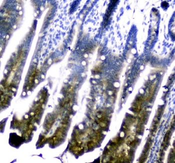 IHC staining of FFPE mouse small intestine tissue with DHFR antibody. HIER: boil tissue sections in pH8 EDTA for 20 min and allow to cool before testing.