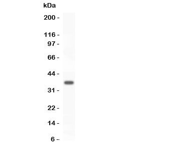 Western blot testing of FOXM1 antibody and recombinant human protein (0.5ng)