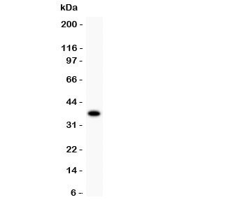 Western blot testing of FOXO1 antibody recombinant human protein (0.5ng)