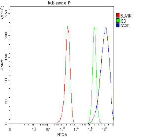 G6PD Antibody Human MCF-7 FACS. Flow cytometry analysis of fixed and permeabilized MCF-7 human breast cancer cells stained with G6PD Antibody at 1 ug/10^6 cells, followed by a Fluoro488-conjugated secondary antibody. The blue histogram (G6PD) exhibits a clear rightward shift relative to the rabbit IgG isotype control (green) and unstained cells (red), demonstrating specific intracellular detection of endogenous G6PD. These results support the use of G6PD Antibody, a Pentose Phosphate Pathway Enzyme Antibody, for analyzing G6PD expression and cellular metabolic activity by flow cytometry.