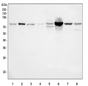 Western blot testing of 1) A549, 2) RT4, 3) HepG2, 4) A431, 5) rat liver, 6) rat kidney, 7) mouse liver and 8) mouse kidney tissue lysate with GCLC antibody. Predicted molecular weight ~72 kDa.