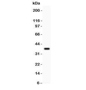 Western blot testing of GLUR1 antibody and recombinant human protein (0.5ng).