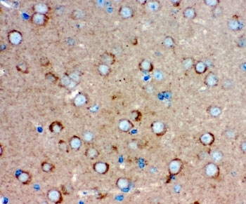 IHC staining of FFPE mouse brain tissue with GLUR1 antibody, HRP-secondary and DAB substrate. HIER: boil tissue sections in pH8 EDTA for 20 min and allow to cool before testing.