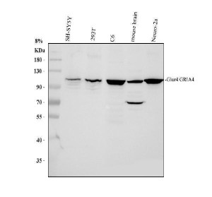 GLUR4 Antibody Human, Rat and Mouse WB. Western blot analysis was performed using GLUR4 Antibody. Lane 1: human SH-SY5Y whole cell lysate; lane 2: human 293T whole cell lysate; lane 3: rat C6 whole cell lysate; lane 4: mouse brain tissue lysate; lane 5: mouse Neuro-2a whole cell lysate. Proteins were separated on an 8% SDS-PAGE gel, transferred to a nitrocellulose membrane, and incubated with the primary antibody at 0.5 ug/ml overnight at 4Â°C. A specific immunoreactive band is detected at approximately 101 kDa in all tested samples, consistent with the expected molecular weight of GLUR4 (GRIA4). These results demonstrate that this AMPA Receptor Subunit Antibody is suitable for Western blot detection of GLUR4 across human and rodent neural tissues and cell lines.