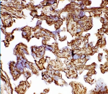 IHC staining of frozen human placental tissue with HSP27 antibody.