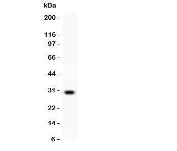 Western blot testing of CD8 antibody and recombinant human protein (0.5ng).