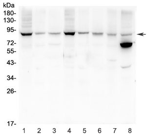 Western blot testing of rat 1) brain, 2) heart, 3) kidney and mouse 4) brain, 5) heart, 6) kidney, 7) small intestine and 8) NIH3T3 lysate with MFN2 antibody.  Predicted molecular weight ~86 kDa.