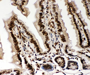 IHC-P testing of mouse intestine tissue. HIER: steamed with pH6 citrate buffer.