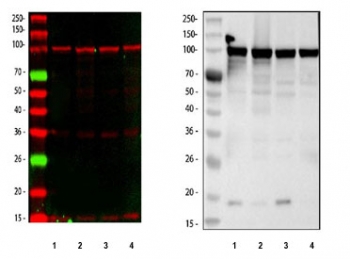 MSH2 Antibody for WB / MSH2 Western Blot Antibody. Western blot analysis of human cell lysates using MSH2 Antibody for WB. Lane 1: K562, Lane 2: SH-SY5Y, Lane 3: 293T, Lane 4: A549. The left panel shows fluorescence detection using a DyLight 647 secondary antibody, while the right panel shows chemiluminescent detection using an HRP secondary antibody. A band is detected at approximately 105 kDa, consistent with the predicted molecular weight of MutS homolog 2 / MSH2.