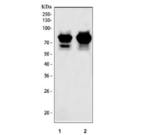Western blot testing of human 1) Jurkat and 2) MOLT-4 cell lysate with c-Myb antibody. Predicted molecular weight ~72 kDa.