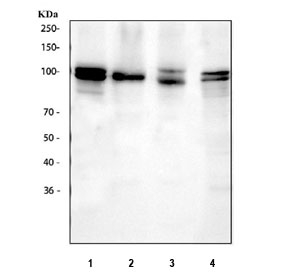 Western blot testing of 1) human A549, 2) human Daudi, 3) monkey COS-7 and 4) mouse lung tissue lysate with NEDD9 antibody. Predicted molecular weight: ~93 kDa.