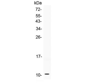 Western blot testing of 0.5ng/lane of human recombinant protein with NPY antibody. Predicted molecular weight ~11 kDa.