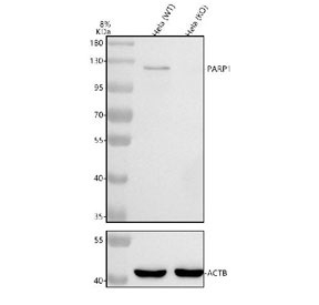 PARP1 Antibody HeLa KO Validation WB. Western blot analysis of human HeLa-WT and HeLa-GPX4 KO cell lysates using PARP1 antibody. A strong band is detected near the expected molecular weight of full-length PARP1 in both wild-type and GPX4 knockout samples, consistent with preserved expression of this chromatin-associated repair protein independent of GPX4 status. ACTB is shown as a loading control. The observed signal pattern supports robust detection of PARP1-associated DNA strand break signaling, nuclear stress-response pathways, and genomic stability maintenance in human cervical carcinoma cells.