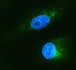 HSP47 Antibody A549 Cell IF. HSP47 Antibody was used for immunofluorescent staining of A549 cells following enzyme-mediated antigen retrieval with AR0022 for 15 minutes. Cells were incubated with the primary antibody at 5 ug/ml, followed by an Alexa Fluor 488-conjugated goat anti-rabbit secondary antibody, while nuclei were counterstained with DAPI (blue). Bright green cytoplasmic fluorescence with a perinuclear distribution is observed, consistent with the localization of the collagen-specific chaperone SERPINH1 within the endoplasmic reticulum. This HSP47 Antibody, a Collagen Chaperone Antibody, is well suited for investigating collagen biosynthesis, endoplasmic reticulum function, extracellular matrix remodeling, and fibrosis-related cellular processes.