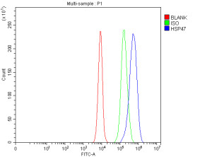 HSP47 Antibody A431 Cell FACS. HSP47 Antibody was evaluated by flow cytometry using fixed and permeabilized A431 cells. Cells were incubated with the primary antibody at 1 ug/1Ã10^6 cells, followed by a Fluoro488-conjugated goat anti-rabbit secondary antibody. The blue histogram shows a clear rightward shift relative to the rabbit IgG isotype control (green) and the unstained blank control (red), demonstrating specific intracellular detection of HSP47. This HSP47 Antibody, a Collagen Chaperone Antibody, is suitable for flow cytometric analysis of SERPINH1 expression in permeabilized cells and supports studies of collagen biosynthesis, endoplasmic reticulum function, and extracellular matrix remodeling.