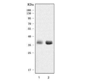 ApoE Antibody Human Placenta and HepG2 WB. Western blot testing of 1) human placenta and 2) human HepG2 cell lysates with ApoE antibody. A prominent band is detected at approximately 35 kDa in both samples, consistent with the predicted molecular weight range of ApoE (34-37 kDa). The results demonstrate specific detection of this lipid transport protein, which plays a central role in cholesterol homeostasis and lipoprotein metabolism.