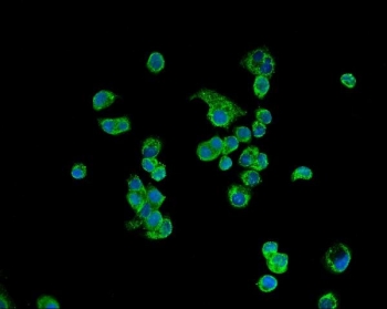 Immunofluorescent staining of FFPE human T-47D cells with ATP5H antibody (green) and DAPI nuclear stain (blue). HIER: steam section in pH6 citrate buffer for 20 min.