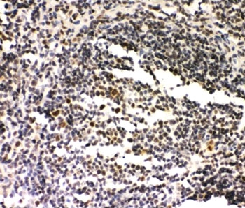 IHC-P: SIRT7 antibody staining of rat spleen tissue.