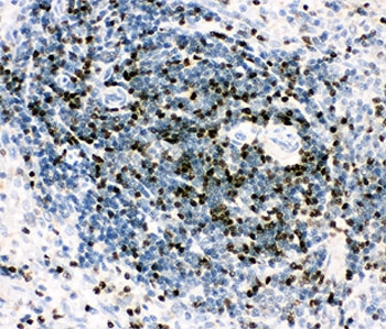 IHC-P testing of rat spleen tissue with RUNX3 antibody. HIER: boil tissue sections in pH8 EDTA for 20 min and allow to cool before testing.