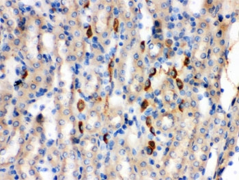 IHC testing of FFPE mouse kidney with Bradykinin antibody. HIER: Boil the paraffin sections in pH 6, 10mM citrate buffer for 20 minutes and allow to cool prior to staining.