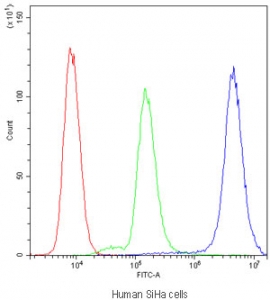 Flow cytometry testing of human SiHa cells with PPP1R12A antibody at 1ug/10^6 cells (blocked with goat sera); Red=cells alone, Green=isotype control, Blue=PPP1R12A antibody.